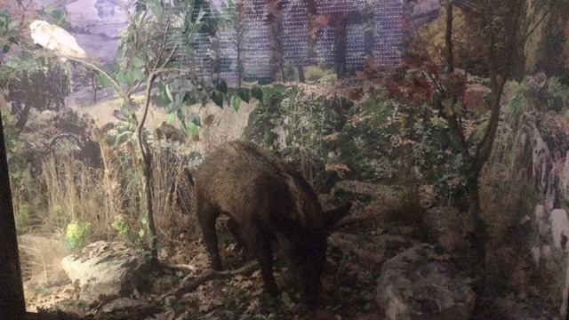 Museo del lupo