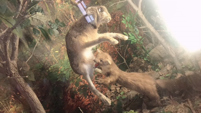Museo del lupo