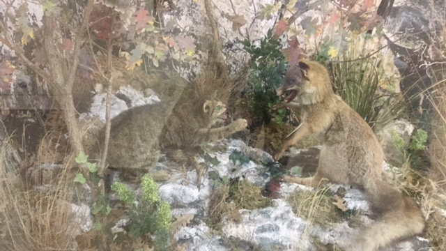 Museo del lupo