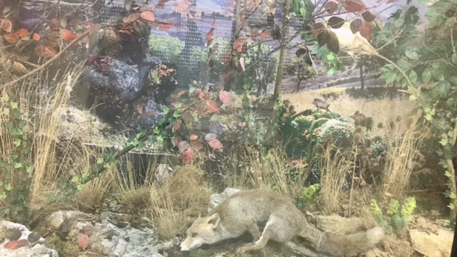 Museo del lupo