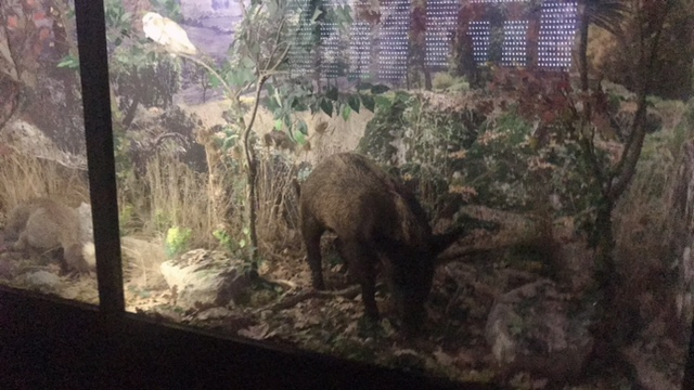Museo del lupo