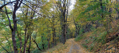 Acereta Monte Sparviere